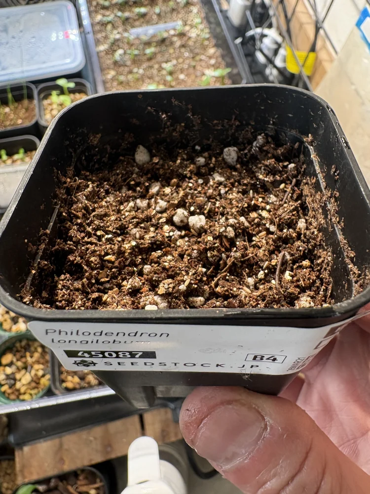 Philodendron longilobum (フィロデンドロン ロンギロバム)