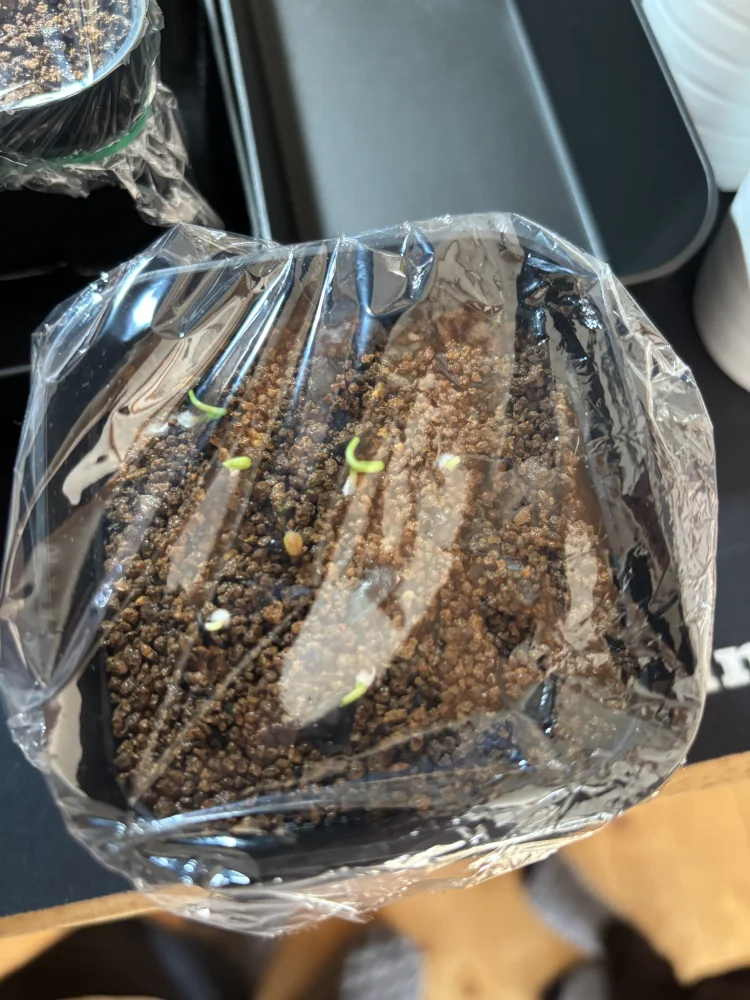 Agave angustifolia (アガベ アンガスティフォリア (Espadín))