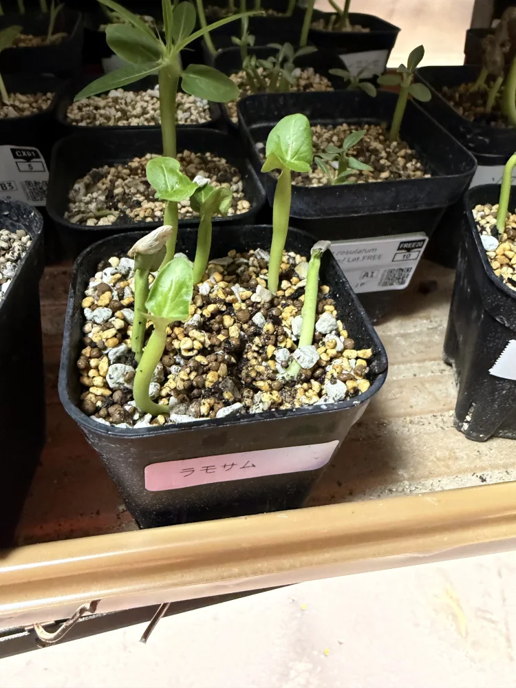 Pachypodium lamerei var. ramosum (パキポディウム ラモサム)