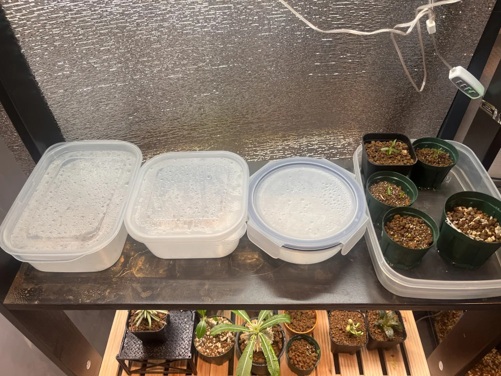 パキポディウムウィンゾリー