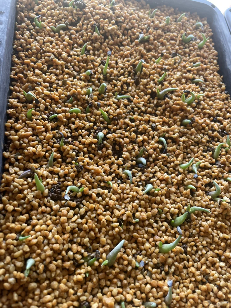 Agave oteroi Lot. (アガベ オテロイ)