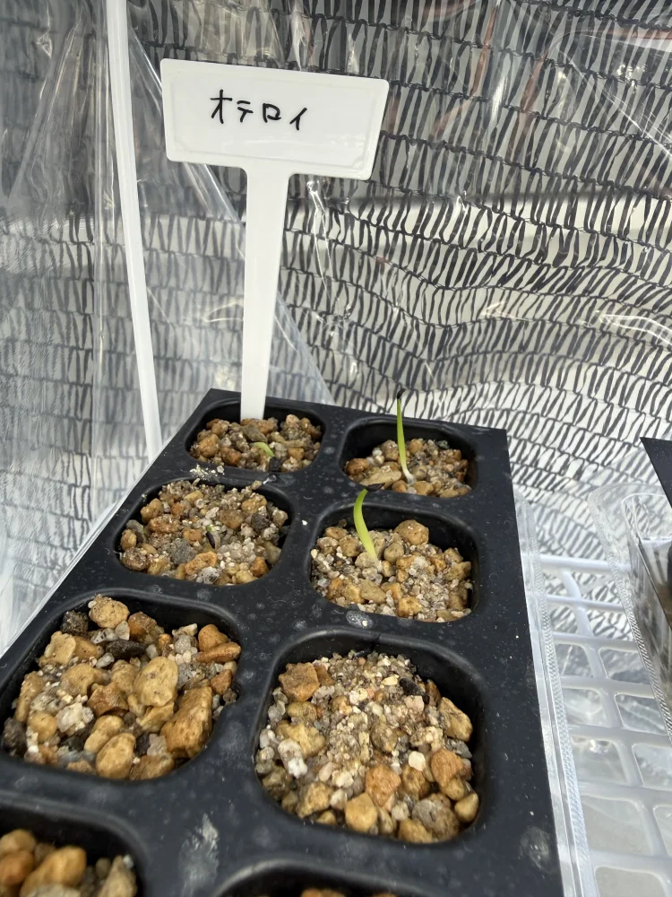 Agave oteroi Lot. (アガベ オテロイ)