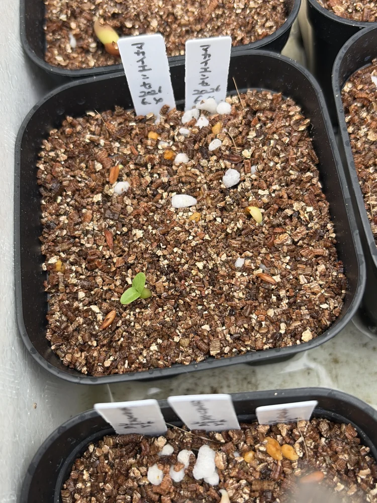 Pachypodium rosulatum var. makayense Lot. FREE ([2026/6/8ご注文分で終了｜プレゼント種子] パキポディウム マカイエンセ)
