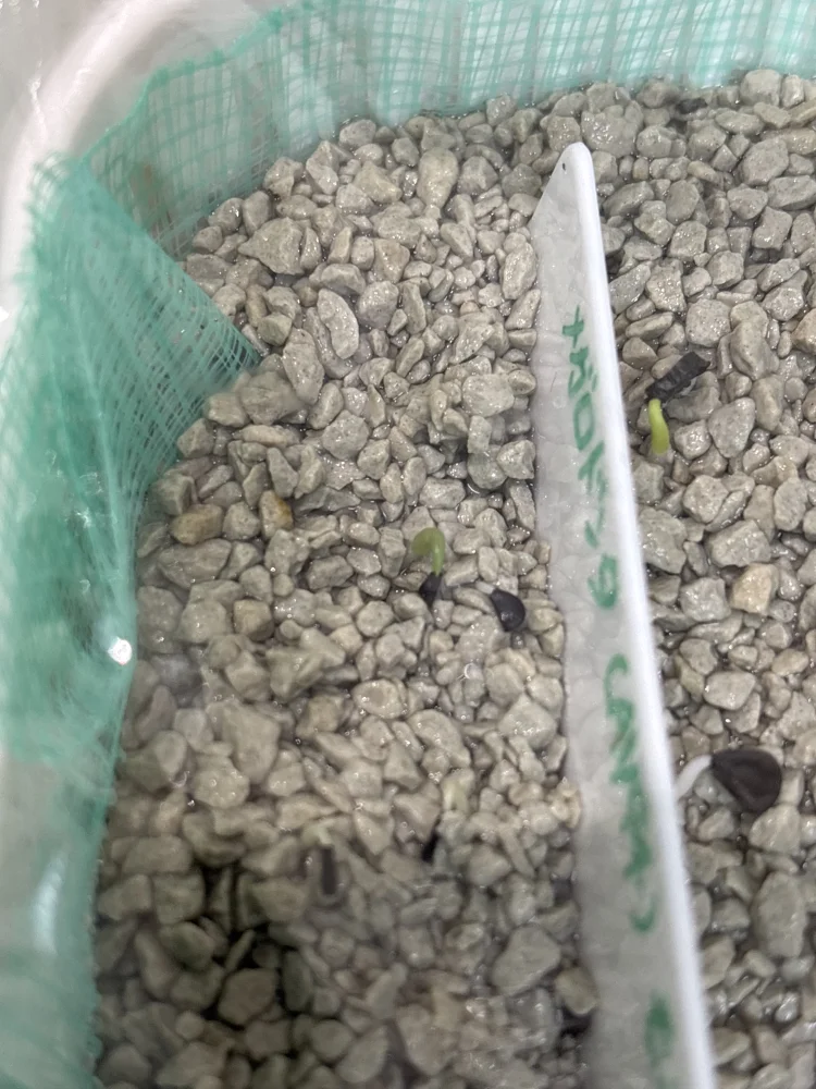 Agave megalodonta (アガベ メガロドンタ)