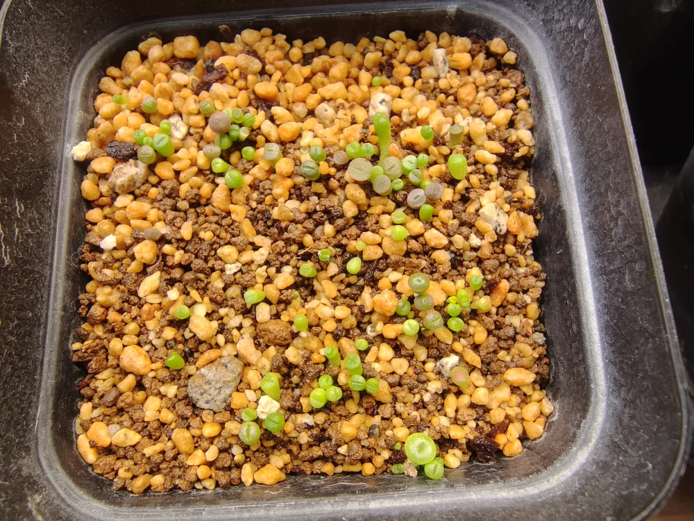 Lithops Mix Seeds (リトープス ミックス)