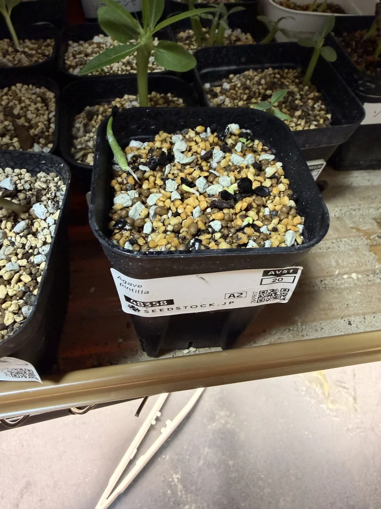 Agave pintilla (アガベ ピンティラ)