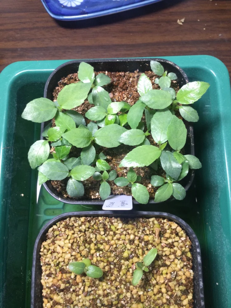 Ficus ingens (フィカス インジェンス)