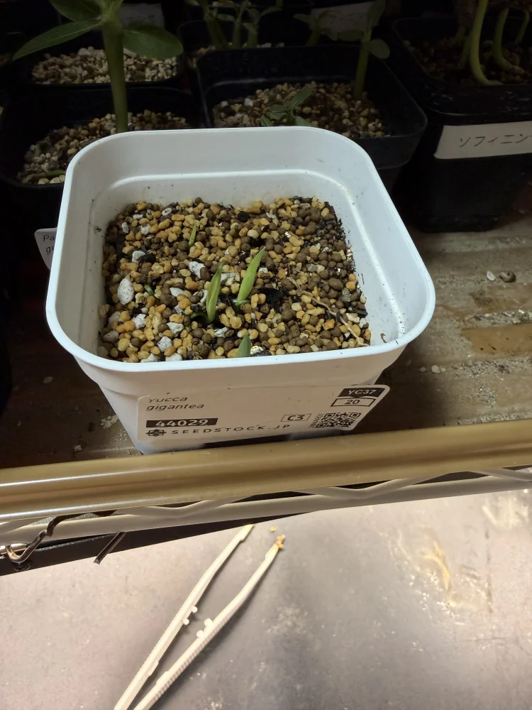 Yucca gigantea (ユッカ ギガンテア)