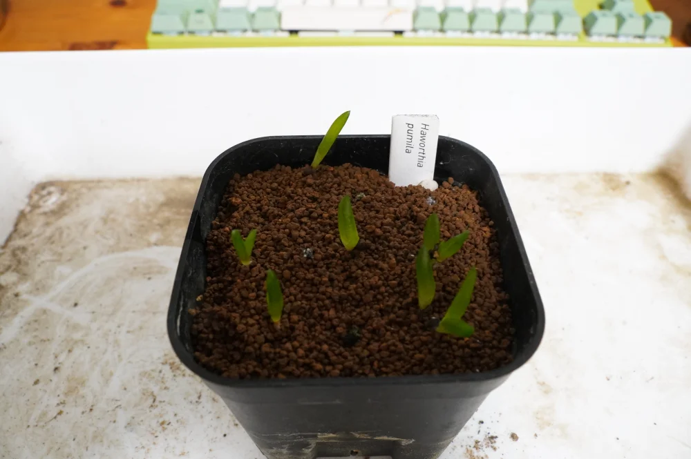 Haworthia pumila (ハオルチア プミラ)