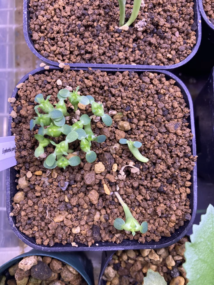 Euphorbia polygona (ユーフォルビア ポリゴナ)