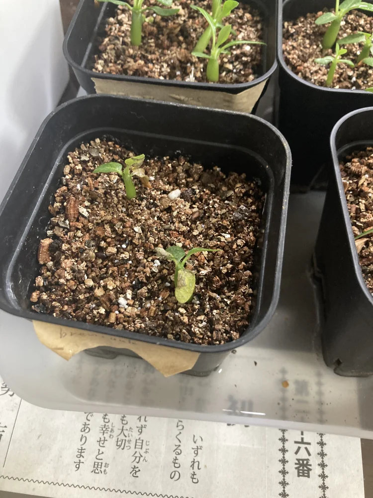 Pachypodium brevicaule ssp. brevicaule (パキポディウム ブレビカウレ)