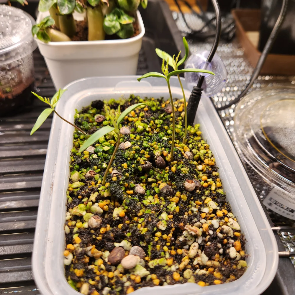 Operculicarya hyphaenoides (オペルクリカリア ヒファエノイデス2025E)