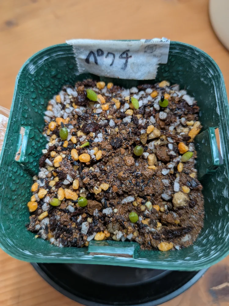 Uebelmannia pectinifera var. multicostata (ユーベルマニア ムルチコスタータ)