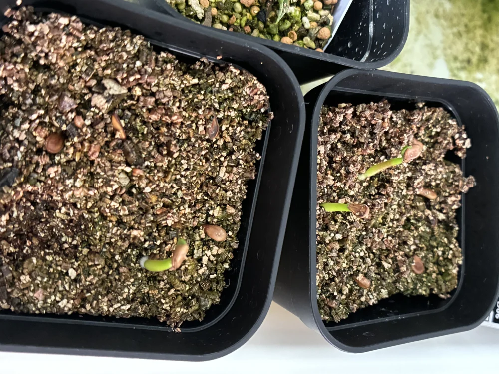 Pachypodium windsorii (パキポディウム ウィンゾリー)