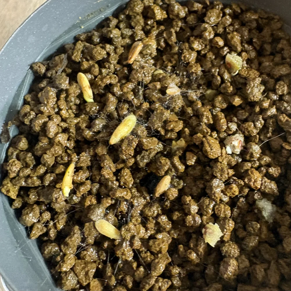 Pachypodium rosulatum var. makayense Lot. FREE ([プレゼント種子] パキポディウム マカイエンセ)