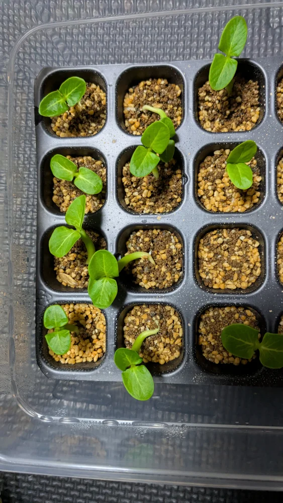 Pachypodium lamerei var. ramosum (パキポディウム ラモサム)