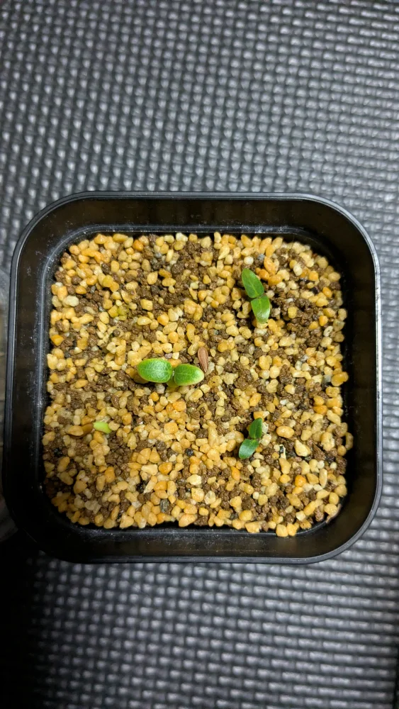 Pachypodium rosulatum (パキポディウム ロスラーツム)