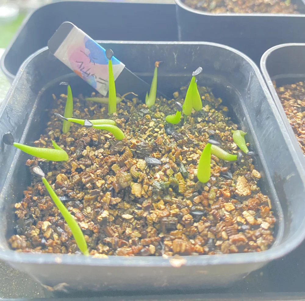 Agave nickelsiae (アガベ ニッケルシー)