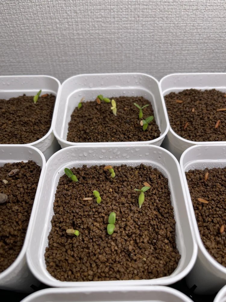 Pachypodium rosulatum subsp. makayense (パキポディウム マカイエンセ)