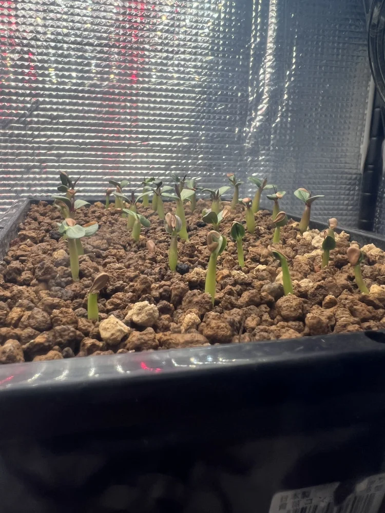 Pachypodium windsorii (パキポディウム ウィンゾリー)