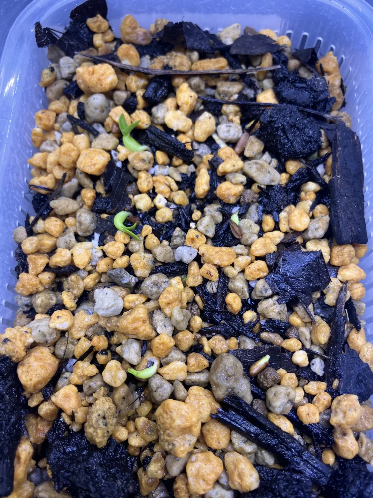 Pachypodium rosulatum var. inopinatum ([プレゼント種子 3月22日まで] パキポディウム イノピナツム)