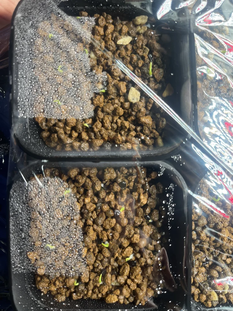 Agave utahensis nevadensis (アガベ ネヴァデンシス)