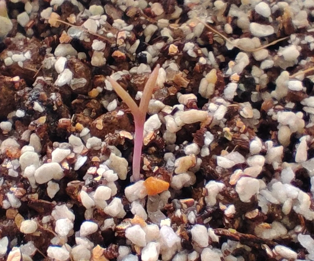 Othonna carnosa (オトンナ カルノーサ)