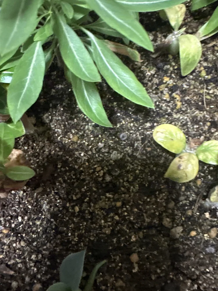 Stephania rotunda (ステファニア ロツンダ)