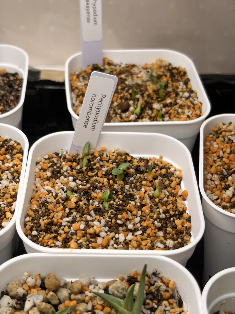 Pachypodium horombense (パキポディウム ホロンベンセ)