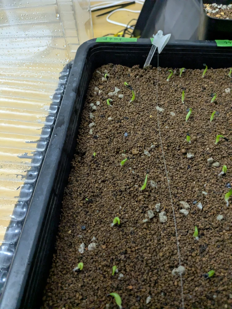 アガベ オテロイ Agave oteroi Lot.2025L