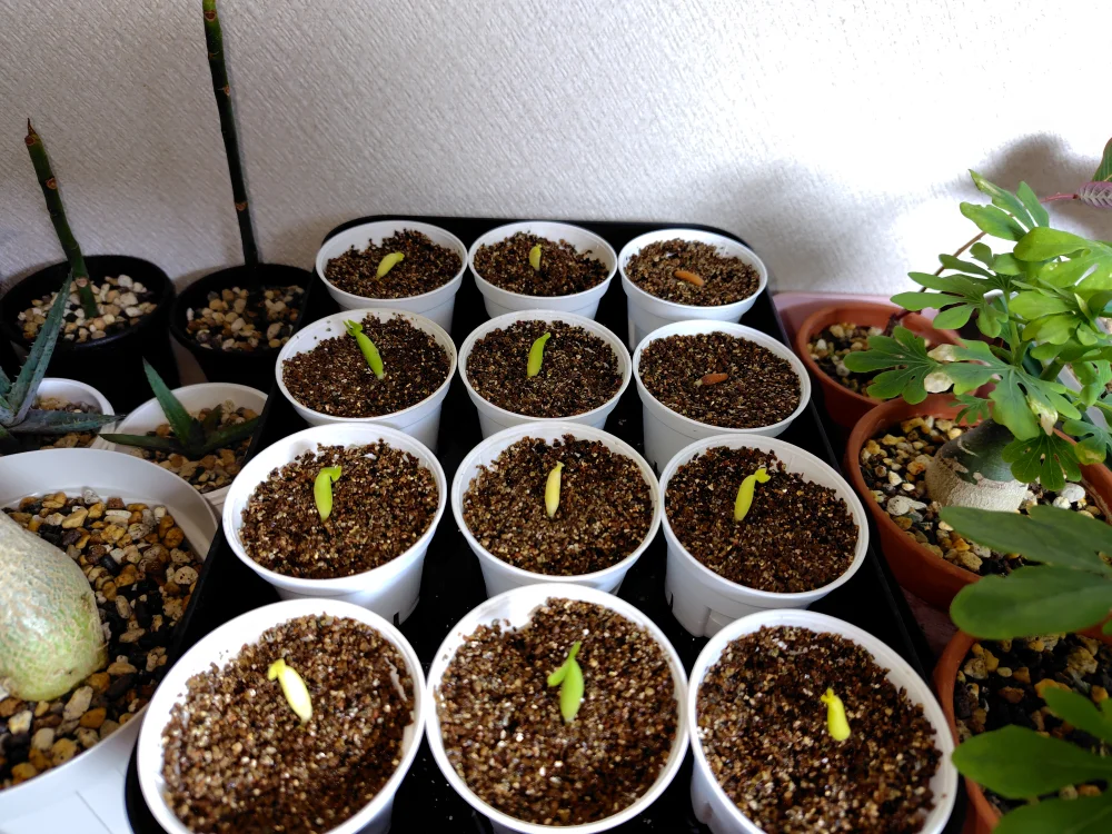 Adenium arabicum Yemen (アデニウム アラビカム イエメン)