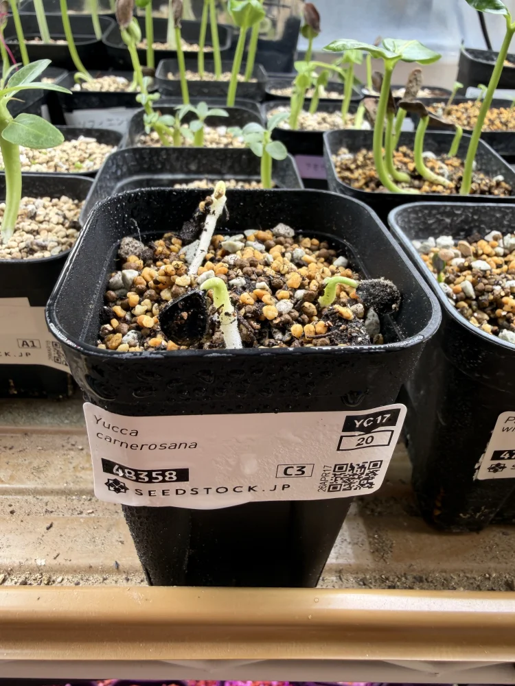 Yucca carnerosana (ユッカ カルネロサーナ)