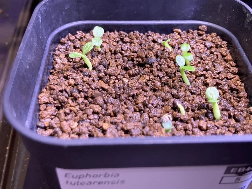 Euphorbia tulearensis (ユーフォルビア トゥレアレンシス)