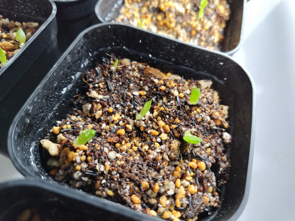 Aloe speciosa (アロエ スペシオーサ)