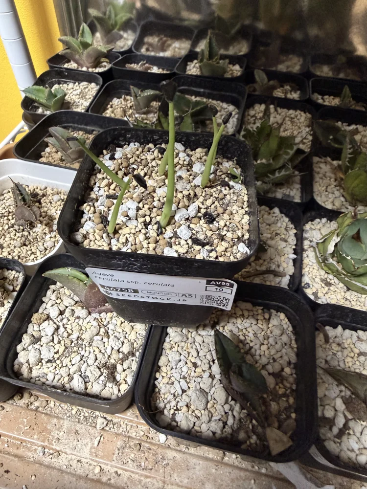 Agave cerulata subsp. cerulata (アガベ セルラータ)