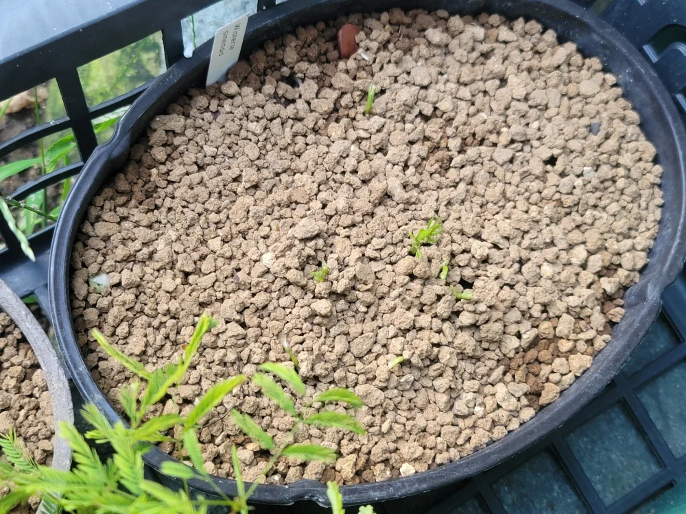 Wisteria sinensis (ウィステリア シネンシス)