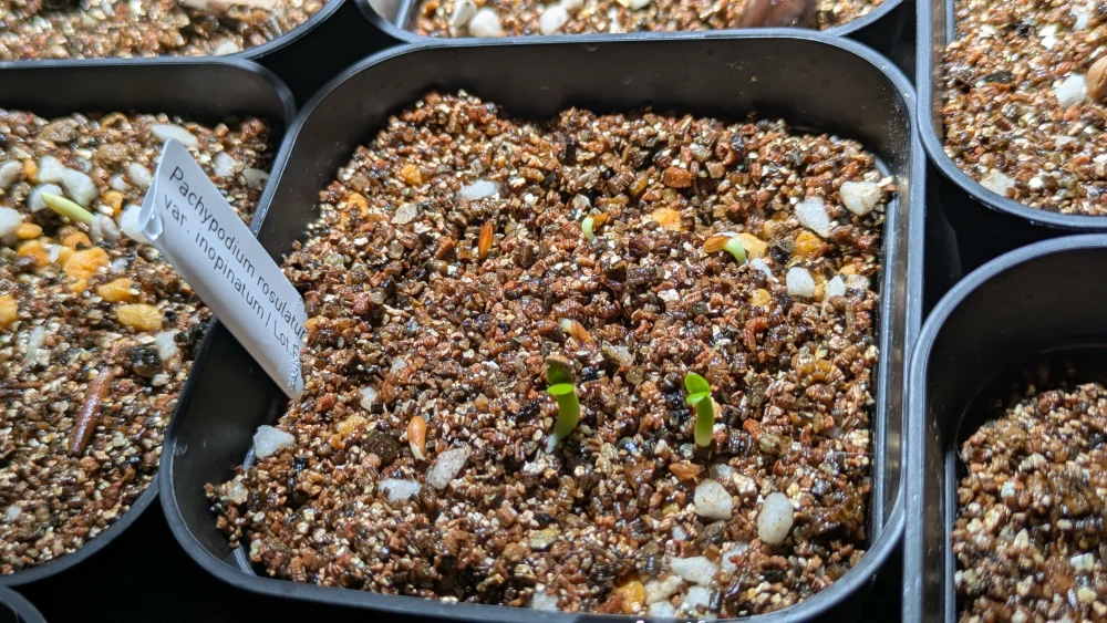 Pachypodium rosulatum var. inopinatum ([プレゼント種子 3月22日まで] パキポディウム イノピナツム)