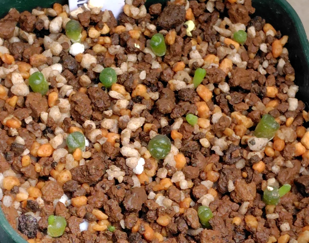 Lithops optica Rubra (リトープス 紅大内玉)