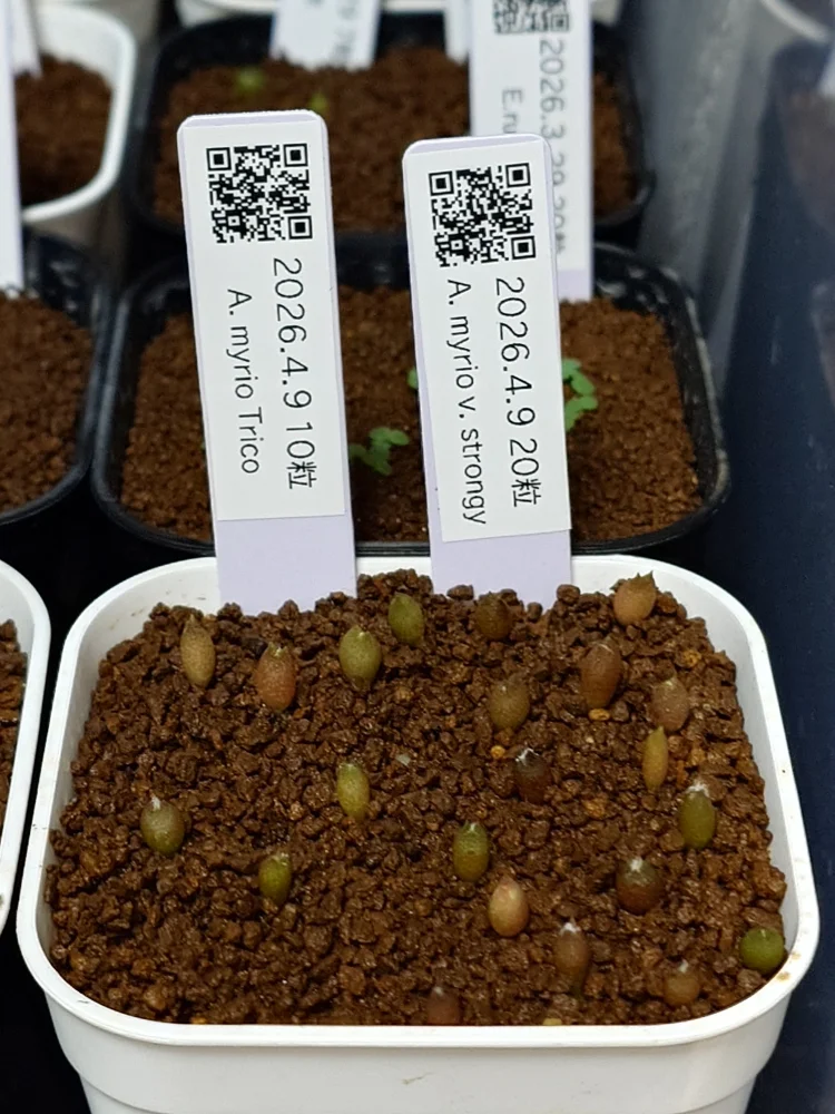 Astrophytum myriostigma var. strongylogonum (アストロフィツム ストロンギロゴナム)