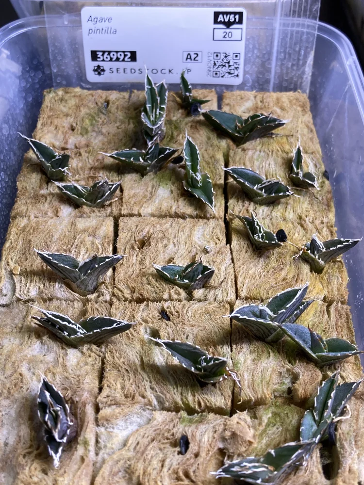 Agave pintilla (アガベ ピンティラ)