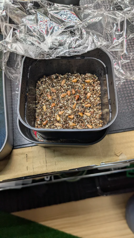 Pachypodium windsorii (パキポディウム ウィンゾリー)