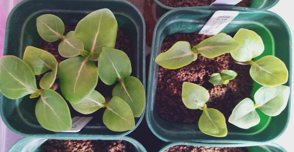 Adenium Thai socotranum  Golden Coral (アデニウム ゴールデンコーラル)