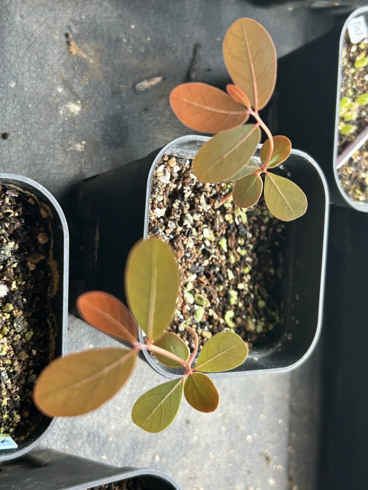 Phyllanthus mirabilis (フィランサス ミラビリス)