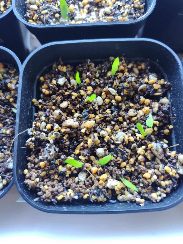 Aloe charlotteae (アロエ シャルロッティ)