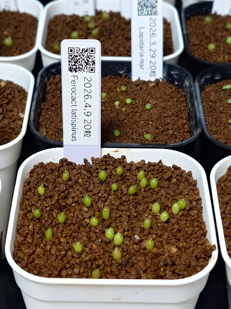 Ferocactus latispinus (フェロカクタス ラティスピナス 日の出丸)