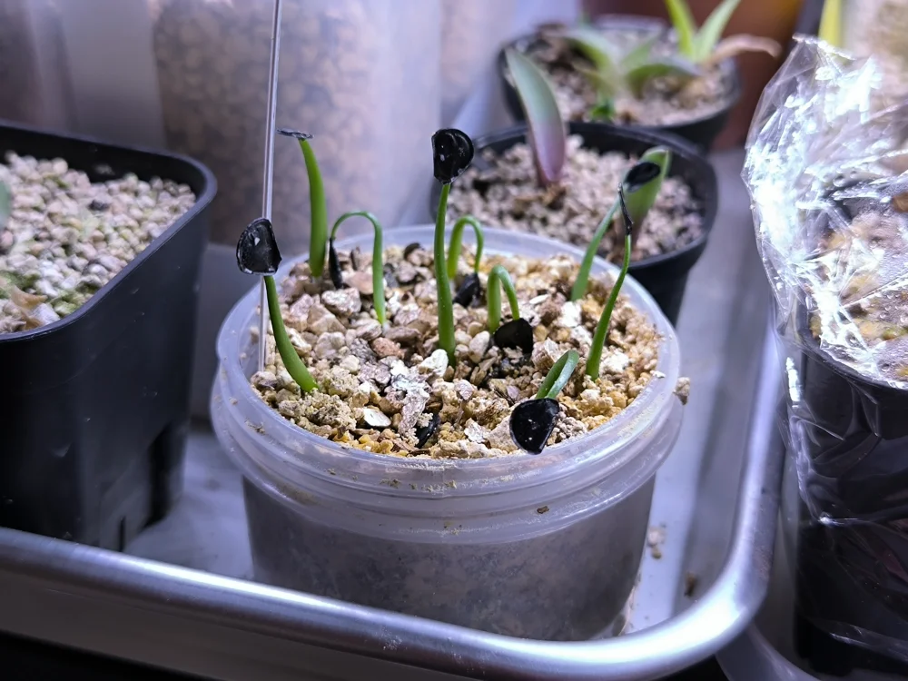 Agave americana ssp. protoamericana (アガベ プロトアメリカーナ)
