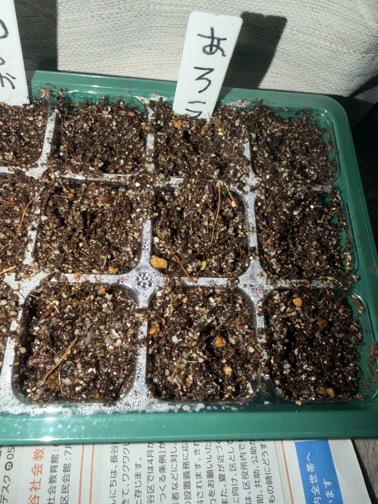播種からちょうど1週間で発芽