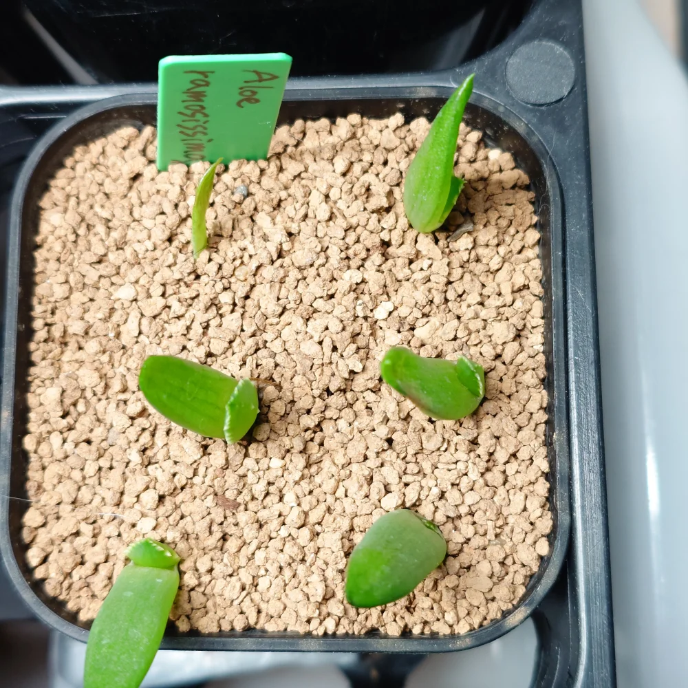 Aloe ramosissima (アロエ ラモシシマ)