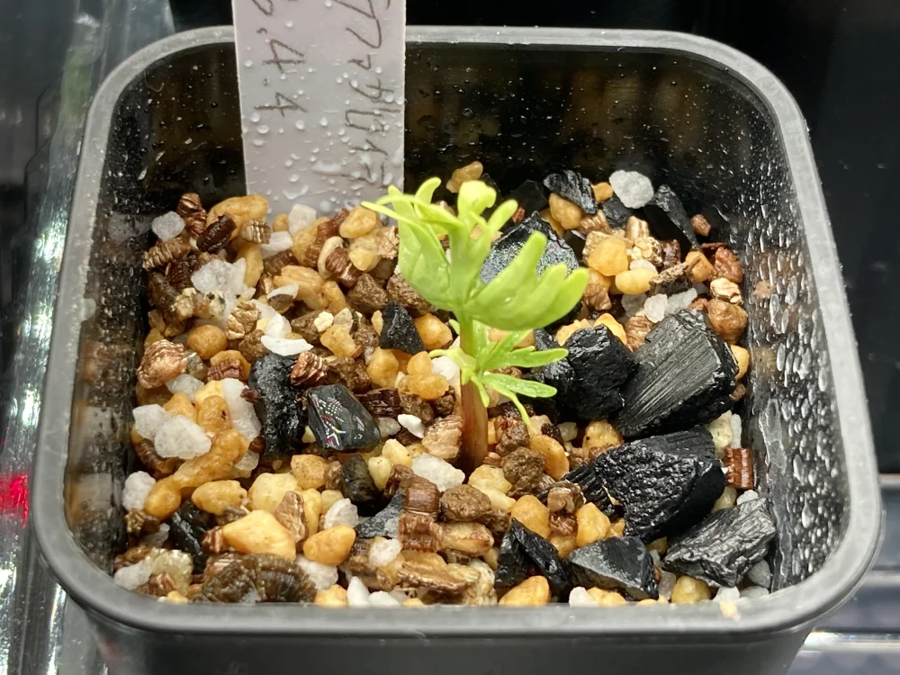 Bursera fagaroides (ブルセラ ファガロイデス)