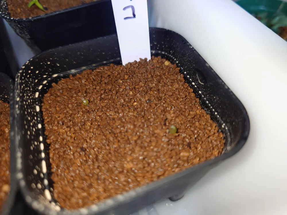 Trichocereus macrogonus var. pachanoi (トリコセレウス マクロゴナス パチャノイ)